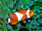 clown fish