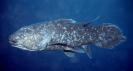 coelacanth