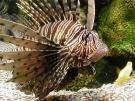 lion fish