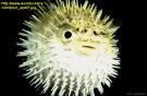 puffer fish