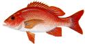 red snapper